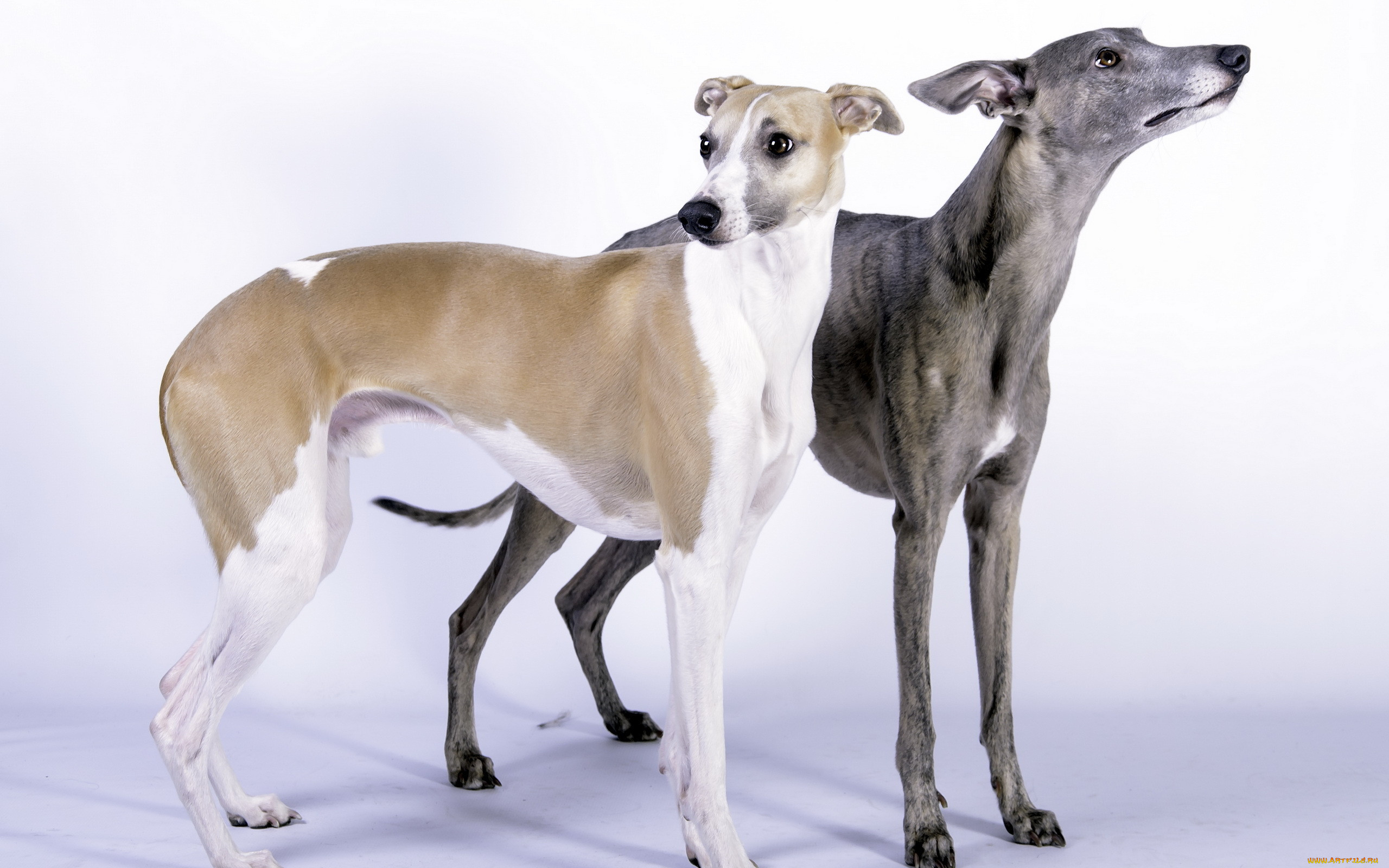 , , , whippet